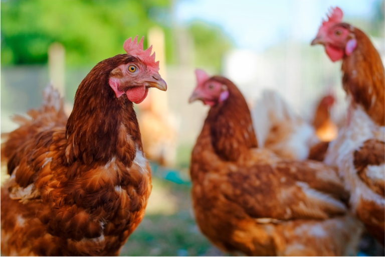 Chickens outside