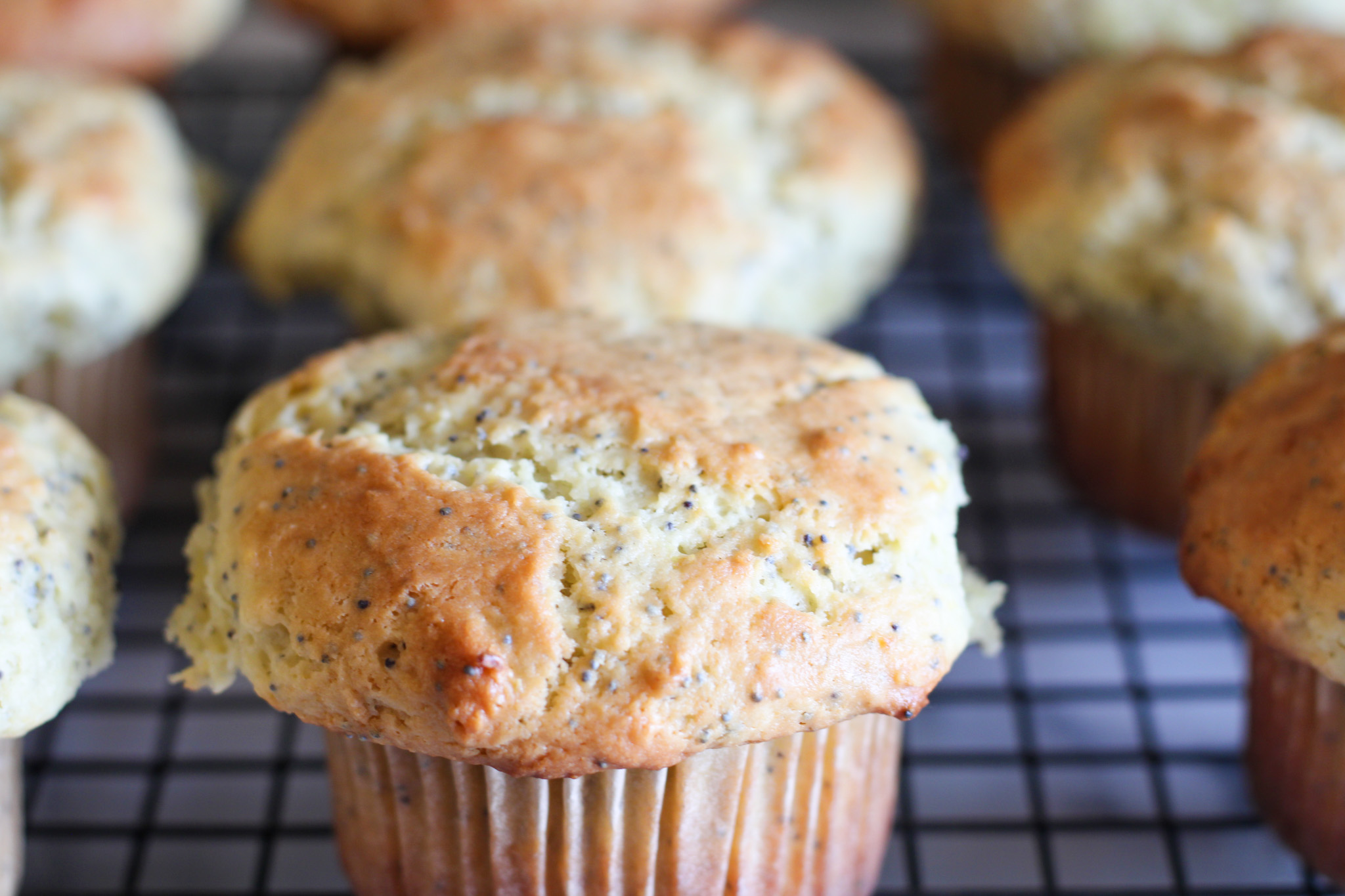 Best Sourdough Discard Lemon Poppyseed Muffins Recipe